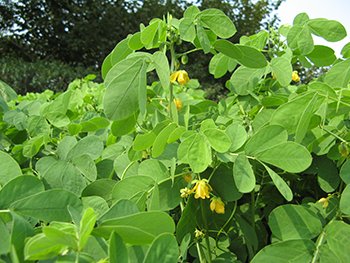 Senna obtusifolia - Kínai szenna