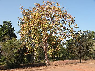 Az indiai Sterculia urens fa