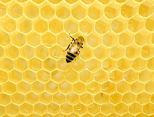Méhek viaszból épített lépe