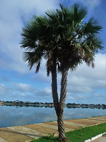 Karnaubapálma (Copernicia cerifera